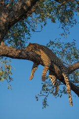 A leopard with all paws hanging down while sleeping up in a tree with a crisp blue sky as backdrop, Kruger Park