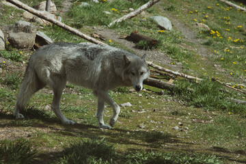Fototapeta premium Image of a grey wolf walking in the shade. In the grizzle and wolf rescue center. 