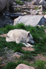 Fototapeta premium Image of a grey wolf, laying down on the grassy ground, in the grizzle and wolf rescue center. 