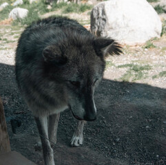 Fototapeta premium Image of a grey wolf in the grizzle and wolf rescue center. 