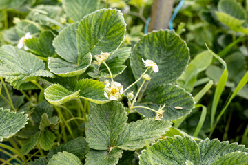Strawberry plant bushes growing and blooming in the garden. Flowering strawberry