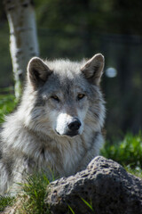Image of a grey wolf, laying down and looking at the view.  In the grizzle and wolf rescue center. 