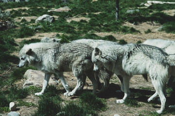Fototapeta premium Pack of grey wolfs interacting with each other, in the Grizzle and Wolf rescue center. 