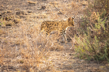 A serval cat hunting in Amboseli National Park, Kenya