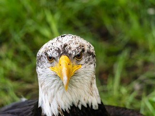 American bald eagle portrait. close-up view, its intricate feathers and distinctive yellow beak showcased against a softly blurred natural backdrop, evoking a sense of wild beauty.