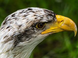 American bald eagle portrait. close-up view, its intricate feathers and distinctive yellow beak showcased against a softly blurred natural backdrop, evoking a sense of wild beauty.