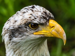 American bald eagle portrait. close-up view, its intricate feathers and distinctive yellow beak...