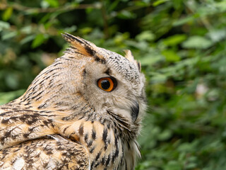 Beautiful eurasian great horned eagle owl portrait. (Bubo bubo) in summer nature, one of the largest species.