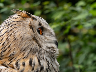 Beautiful eurasian great horned eagle owl portrait. (Bubo bubo) in summer nature, one of the largest species.