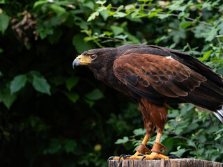 Close up of a Parabuteo unicinctus Harris's Hawk. Golden Eagle - Aquila chrysaetos, flying over grassy area