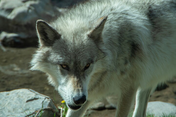 Image of a grey wolf in the grizzle and wolf rescue center. 