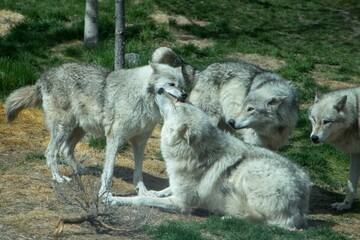 Pack of grey wolfs interacting with each other, in the Grizzle and Wolf rescue center. 