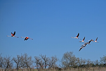 Obraz premium pink flamingos in flight against blue sky