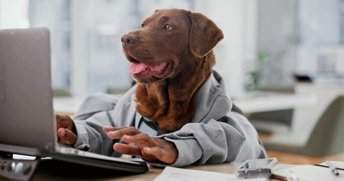Office, business and dog on laptop for working, comic and job for corporate agency. Pet friendly, animal and professional Golden Retriever on computer at desk for research, website and internet