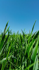 Fototapeta premium Close-up of green grass blades against a clear blue sky