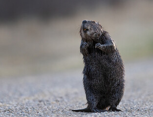 A beaver standing on its hind feet © Donna Feledichuk