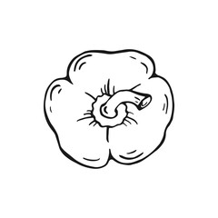 Pepper. Hand drawn vector illustration.