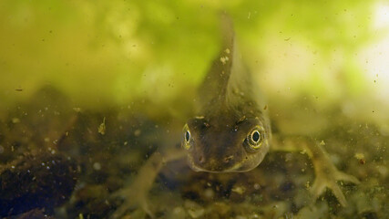 Smooth newt, or common newt close-up underwater, Lissotriton vulgaris
