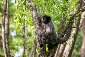 Common Woolly Monkey - Lagothrix lagothricha, unique gray monkey with long tail native in tropical forests of Amazonia, Ecuador.