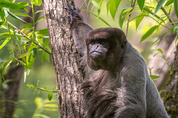Common Woolly Monkey - Lagothrix lagothricha, unique gray monkey with long tail native in tropical forests of Amazonia, Ecuador.