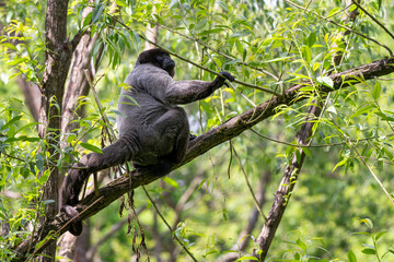 Common Woolly Monkey - Lagothrix lagothricha, unique gray monkey with long tail native in tropical forests of Amazonia, Ecuador.