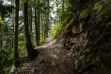Wanderweg durch kanadischen Wald: Bäume und Natur pur erleben