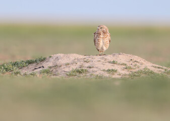 A burrowing owl atop a mound