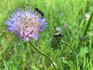 bee on thistle