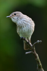 Spotted Flycatcher, Muscicapa striata side view.