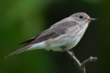Spotted Flycatcher, Muscicapa striata side view.