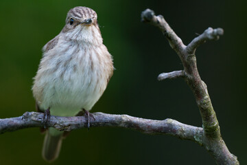 Spotted Flycatcher, Muscicapa striata front view, looking at camera.