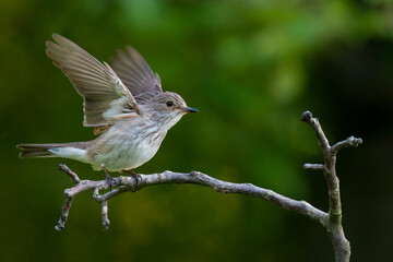 Spotted Flycatcher, Muscicapa striata spreading wings side view.