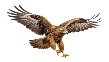Obraz premium eagle in flight isolated on transparent background cutout