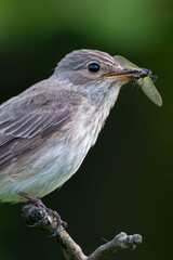 Spotted Flycatcher, Muscicapa striata with prey in beak.