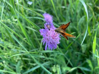butterfly on a flower