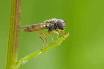 Closeup on a European Variable duskyface fly, Melanostoma mellinum, sitting in the vegetation