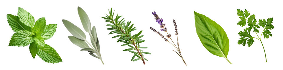 PNG green plant herbs leaf  cut out element set