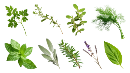 PNG green plant herbs leaf  cut out element set