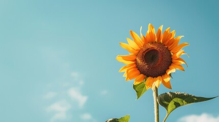 Obraz premium Sunflower with yellow hue under bright blue sky