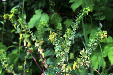 natural flower photos growing in rural areas