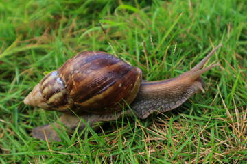macro photography snail walking on green grass