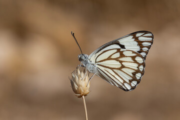 Obraz premium large white migratory butterfly, Brown-veined White, Belenois aurota
