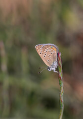 tiny butterfly on plant, Polyommatus morgianus