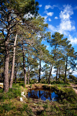 Camino entre los pinos y charco