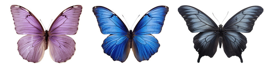 Real Pressed butterfly animal insect png cut out element set