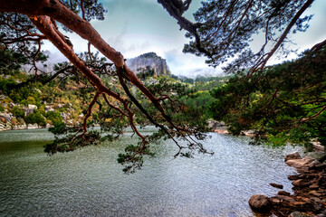 Pines and fog at Black Lagoon.