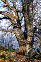 Chestnut trees in winter time in Rozas de Puerto Real