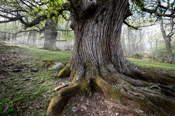 Castaños centenarios en El Tiemblo