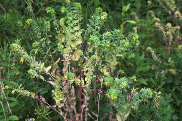 natural flower photos growing in rural areas