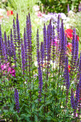Russian Sage flowers blooming in a well-maintained garden